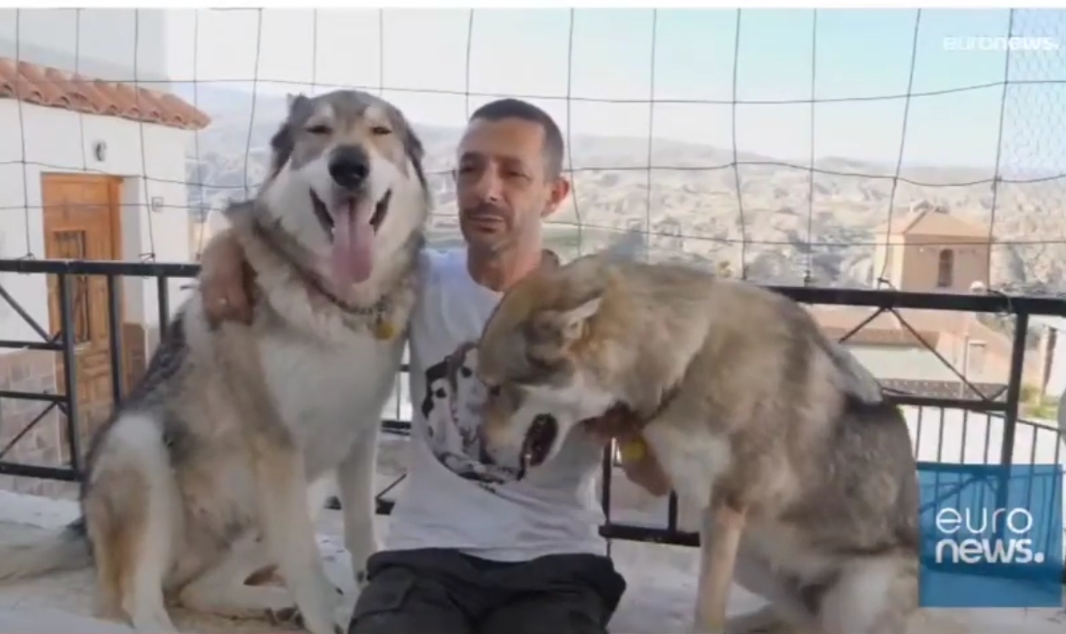 Experiencia extraordinaria: lobos acompañan a turistas y ayudan a tratar el  alzheimer – El Quid De La Cuestión